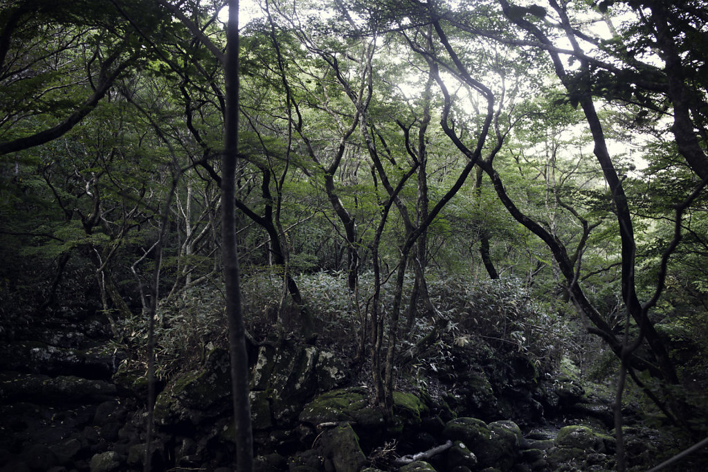 Dans la forêt du Halasan