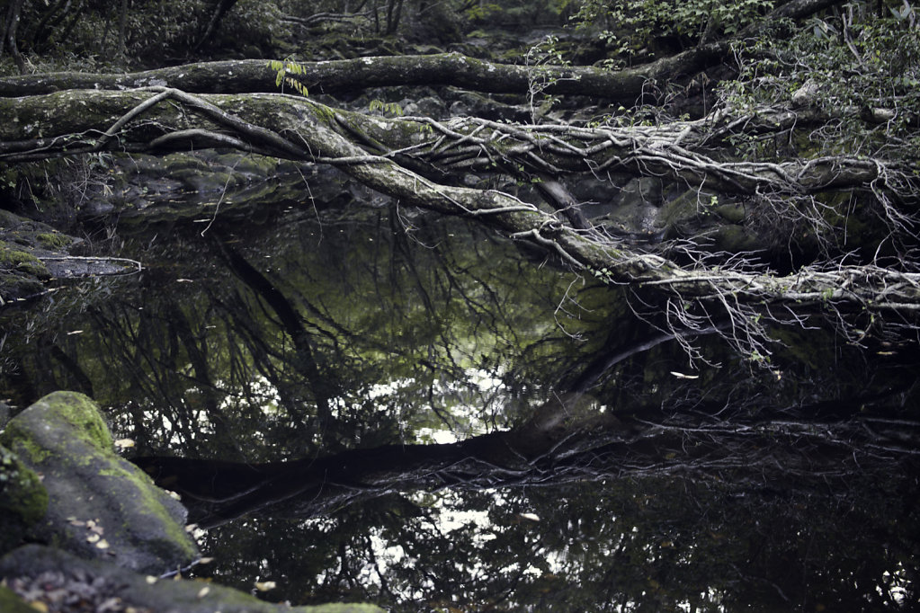 Dans la forêt du Halasan