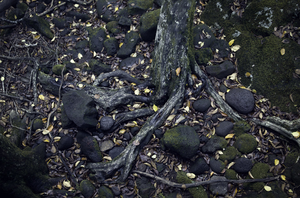 Dans la forêt du Halasan