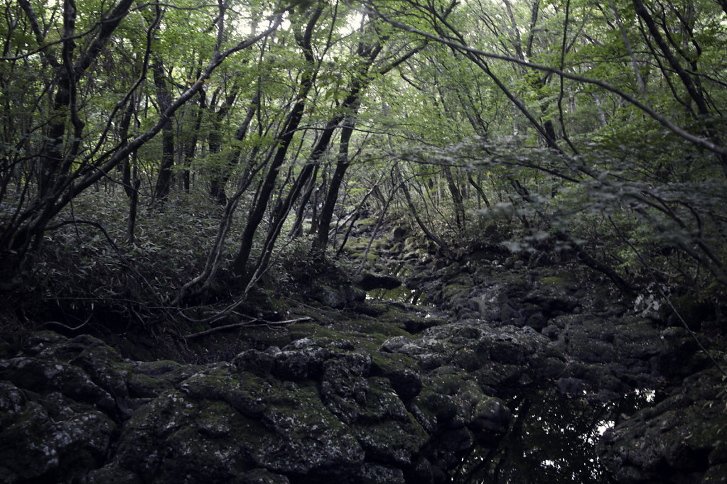 Dans la forêt du Halasan