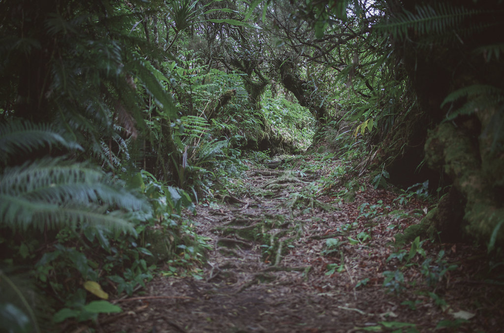 Paysage de la Réunion