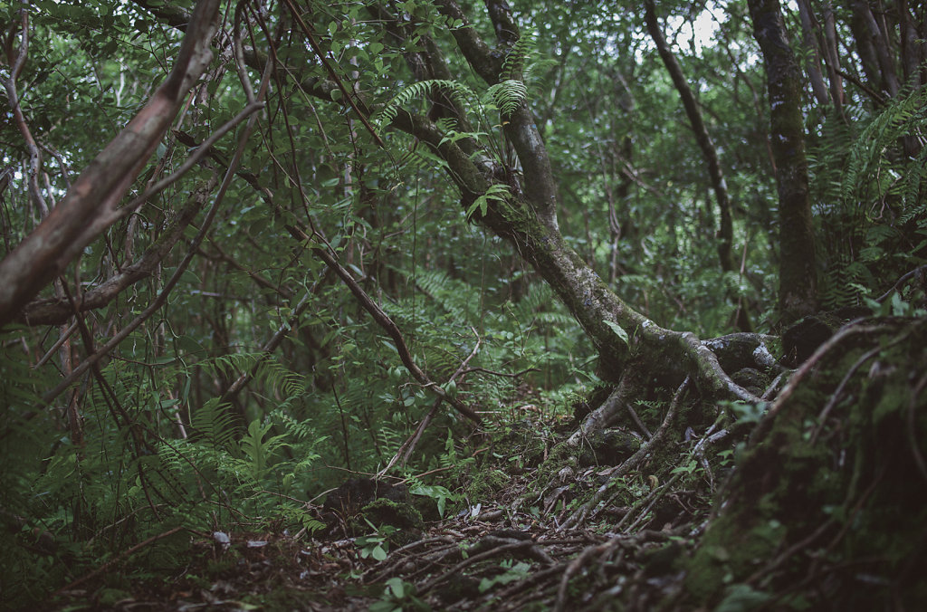 Paysage de la Réunion